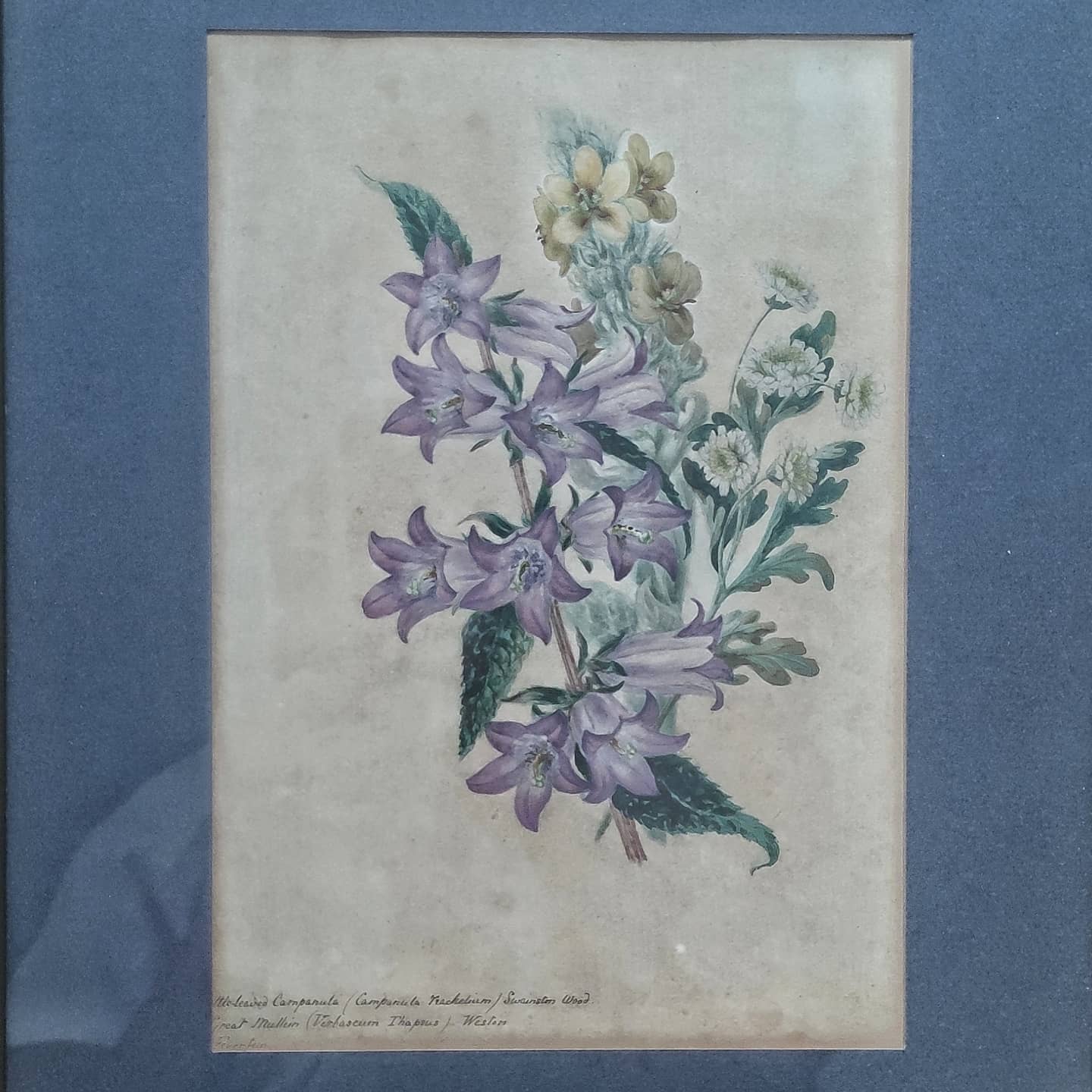 Illustrations botaniques anglaises