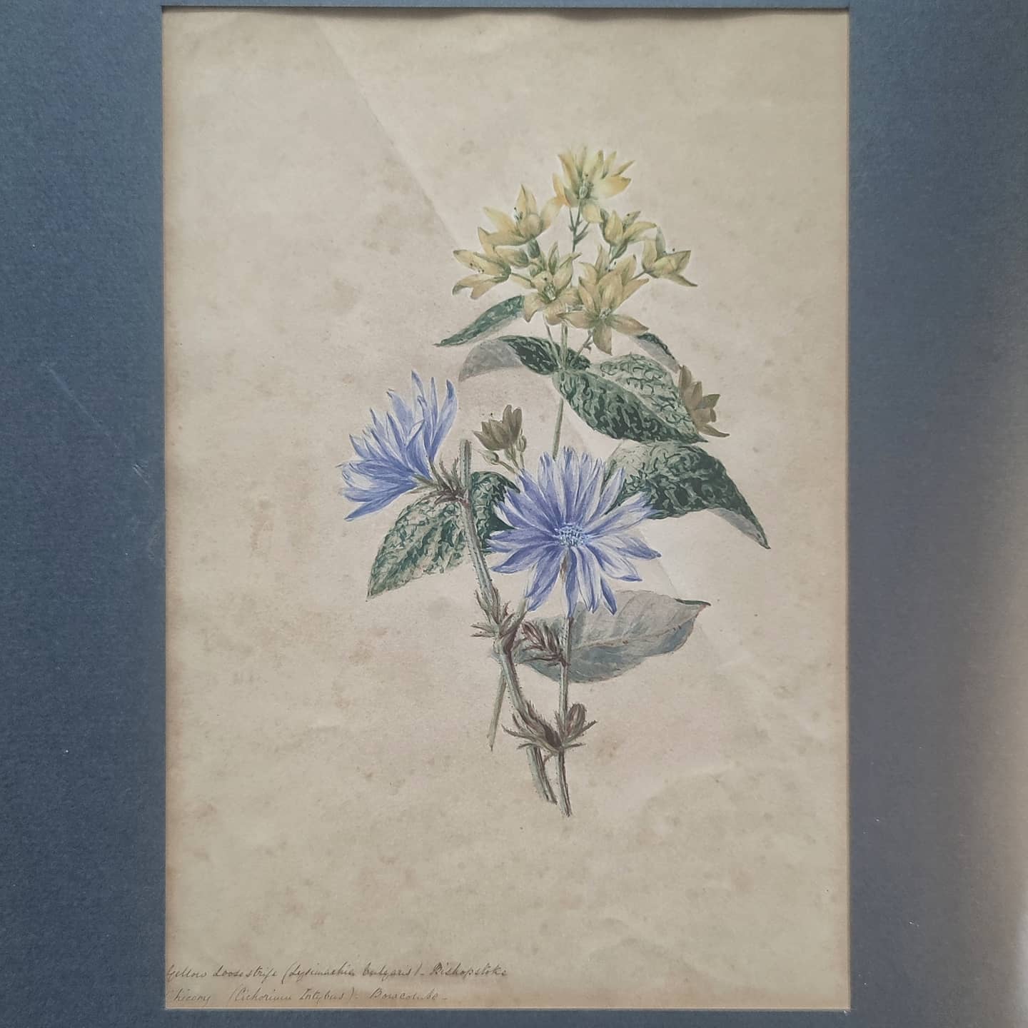 Illustrations botaniques anglaises