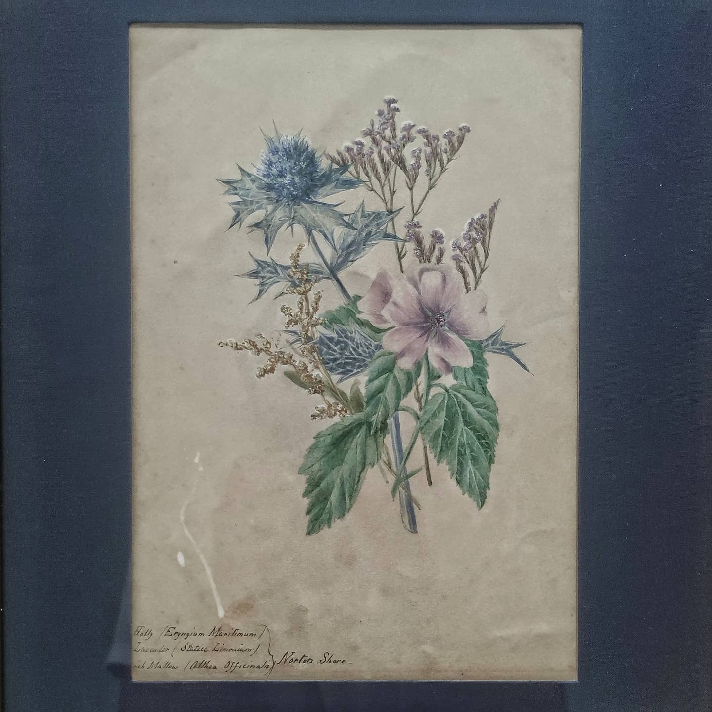 Illustrations botaniques anglaises