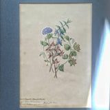 Illustrations botaniques anglaises