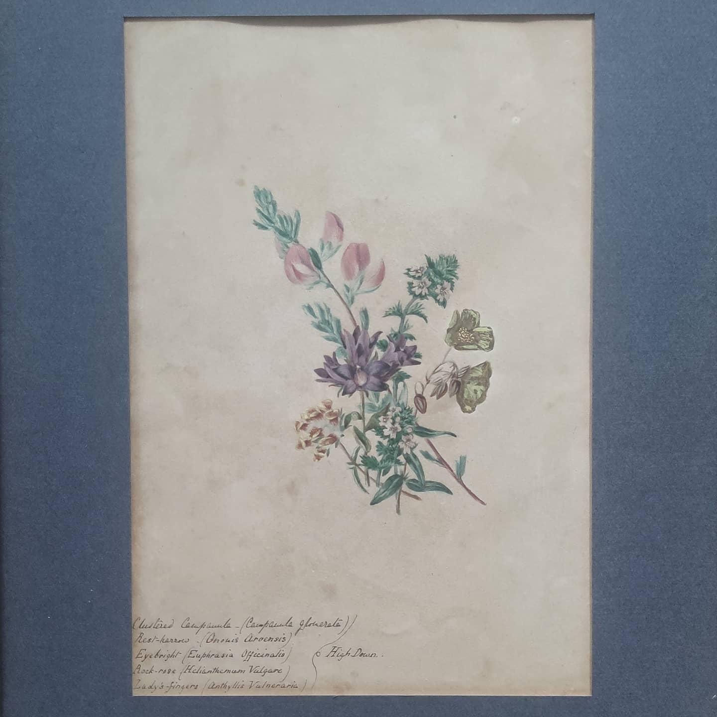 Illustrations botaniques anglaises