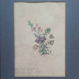 Illustrations botaniques anglaises
